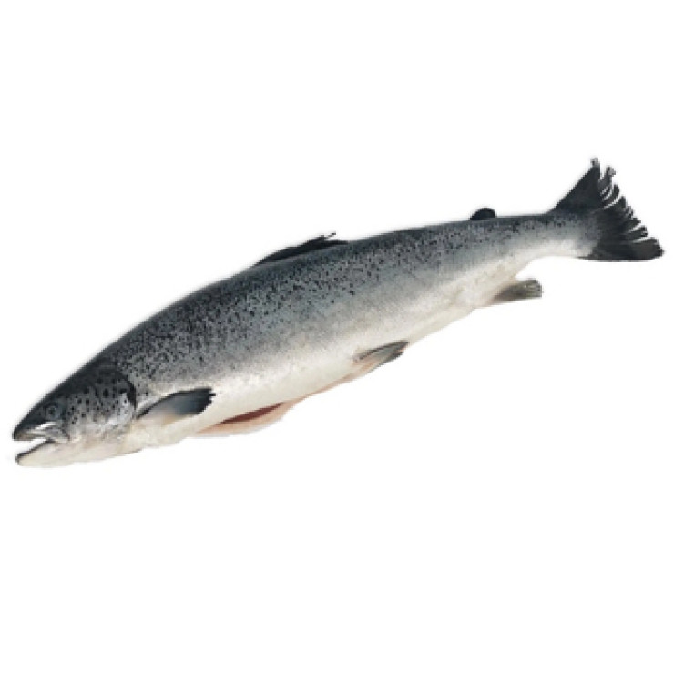 Лосось Чили PREMIUM 6-7кг Лосось Чили PREMIUM 6-7кг