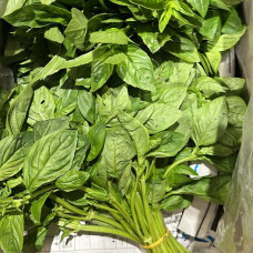 Базилик зелёный (цена за 1 кг, пуч +- 0,25 кг) Базилик зелёный (цена за 1 кг, пуч +- 0,25 кг)