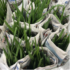 Лук (уп 1 кг) Лук (уп 1 кг)