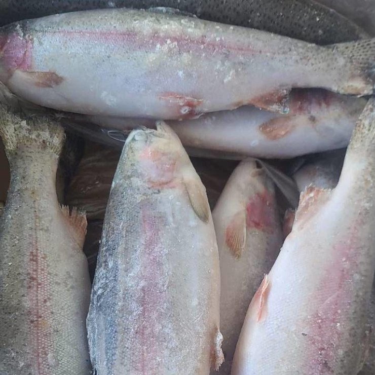 Форель н/р  (цена за 1 кг, заказ поштучно)