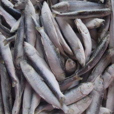 Сельдь Балтийская (салака) (цена за 1 кг, заказ от 0,5 кг) Сельдь Балтийская (салака) (цена за 1 кг, заказ от 0,5 кг)