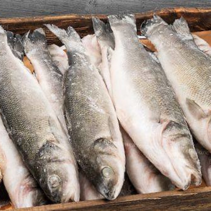 Сибас (цена за 1 кг, заказ поштучно)