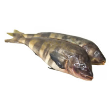 Терпуг свежемороженый (цена за 1 кг, заказ поштучно) Терпуг свежемороженый (цена за 1 кг, заказ поштучно)